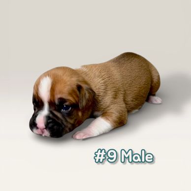 Grenfel boxers boxer breeder Ontario Canada, boxer puppies, Tanoak BoxersTanoak boxers,Grenfel Boxer