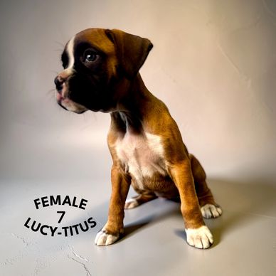 Grenfel boxers boxer breeder Ontario Canada, boxer puppies, Tanoak BoxersTanoak boxers,Grenfel Boxer
