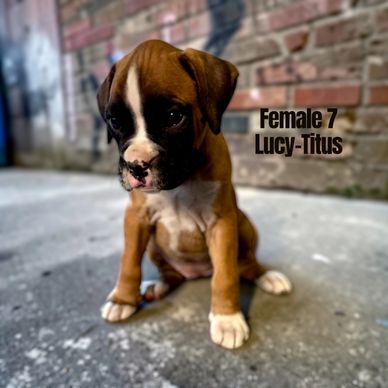 Grenfel boxers boxer breeder Ontario Canada, boxer puppies, Tanoak BoxersTanoak boxers,Grenfel Boxer