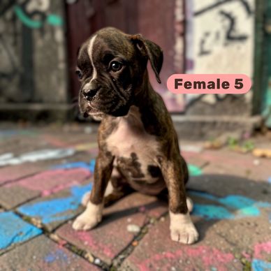 Grenfel boxers boxer breeder Ontario Canada, boxer puppies, Tanoak BoxersTanoak boxers,Grenfel Boxer