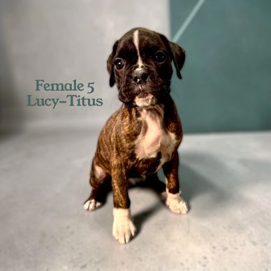 Grenfel boxers boxer breeder Ontario Canada, boxer puppies, Tanoak BoxersTanoak boxers,Grenfel Boxer