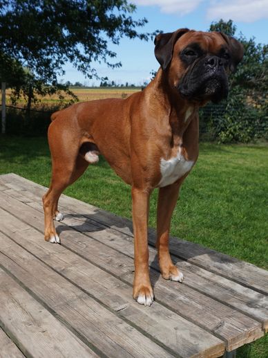 Titus GGrenfel boxers, boxer puppies ontario, boxer breeders ontario, boxers, renfel Boxers youngest