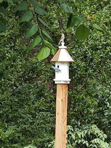 Bluebirds on a Loft birdhouse