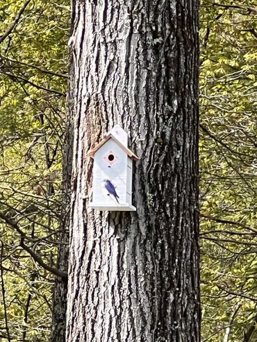 Condo birdhouse with a visiting Bluebird
