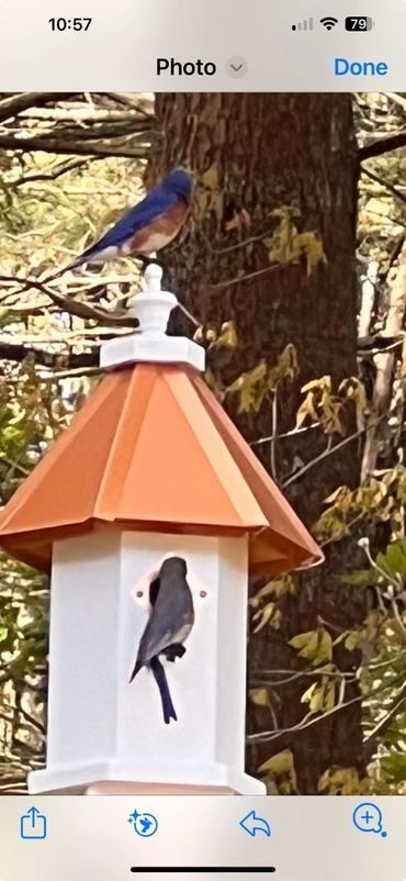 Loft with Coppertone roof with Bluebirds