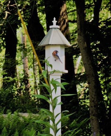 Eastern Bluebird at home in a Loft Birdhouse.
