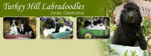 TURKEYHILL LABRADOODLES
