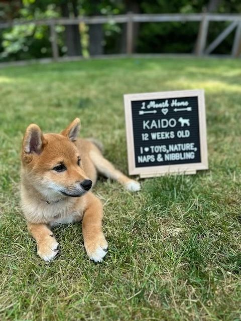 Kaido Spring 2023 Courtesy of the Tran Family