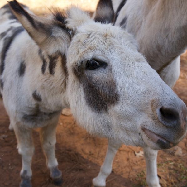 Donkeys at Bramble Bottom Farms in Gray, Georgia.