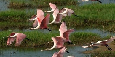 Bird watching, spoonbills.