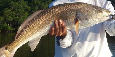 Fishing the Everglades. Red Fish