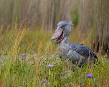 A shoebill, a large grey bird with a large bill - stands in a reedbed with purple flowers around it.