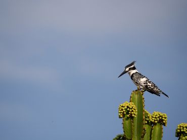 A black and white large kingfisher sitting on the top of a green and yellow plant top.