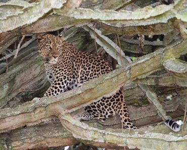 A leopard's full body is in shot, as it peers over its shoulder whilst sat on branches.