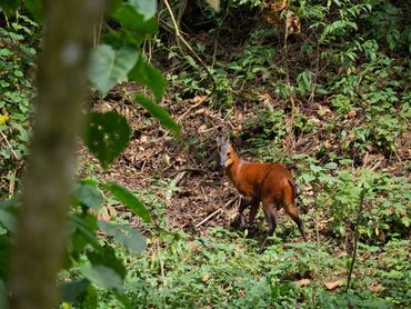 A small, but stocky, red antelope looks over its shoulder towards the camera.