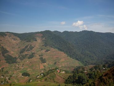 A steep valley - with a distinct border between farmland and the Bwindi Forest National park.