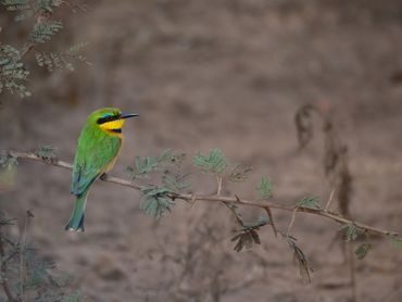 Little Bee-eater, a small green and yellow bird, perches on a branch overhnaging dry and brown mud.