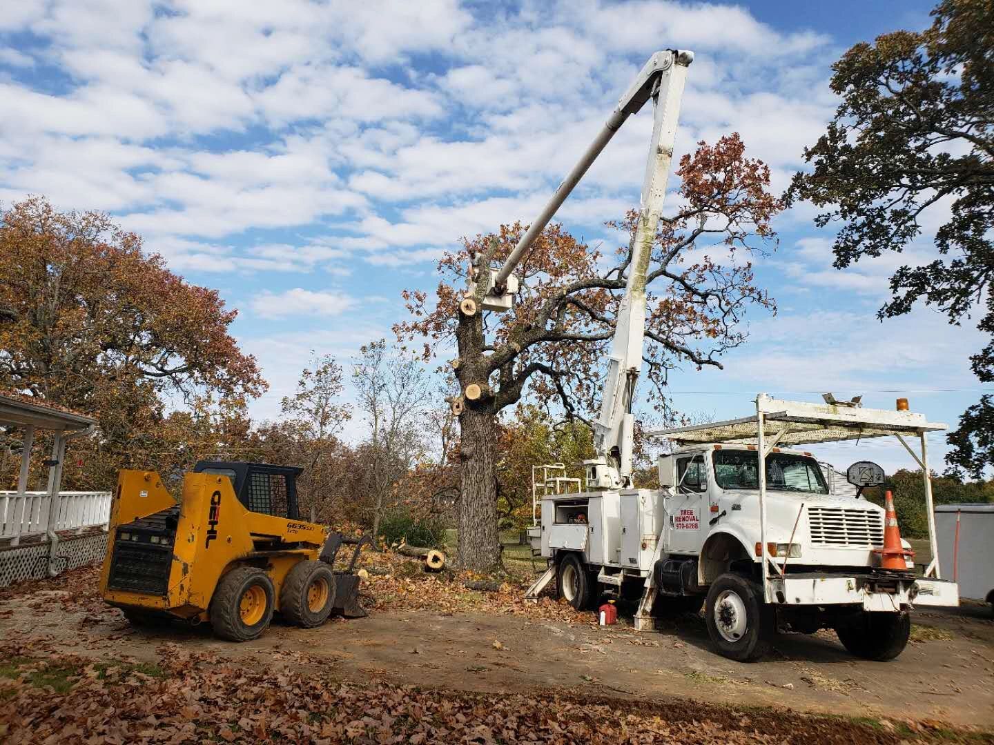 Affordable Tree Service Near Me Quality Stump Grinding