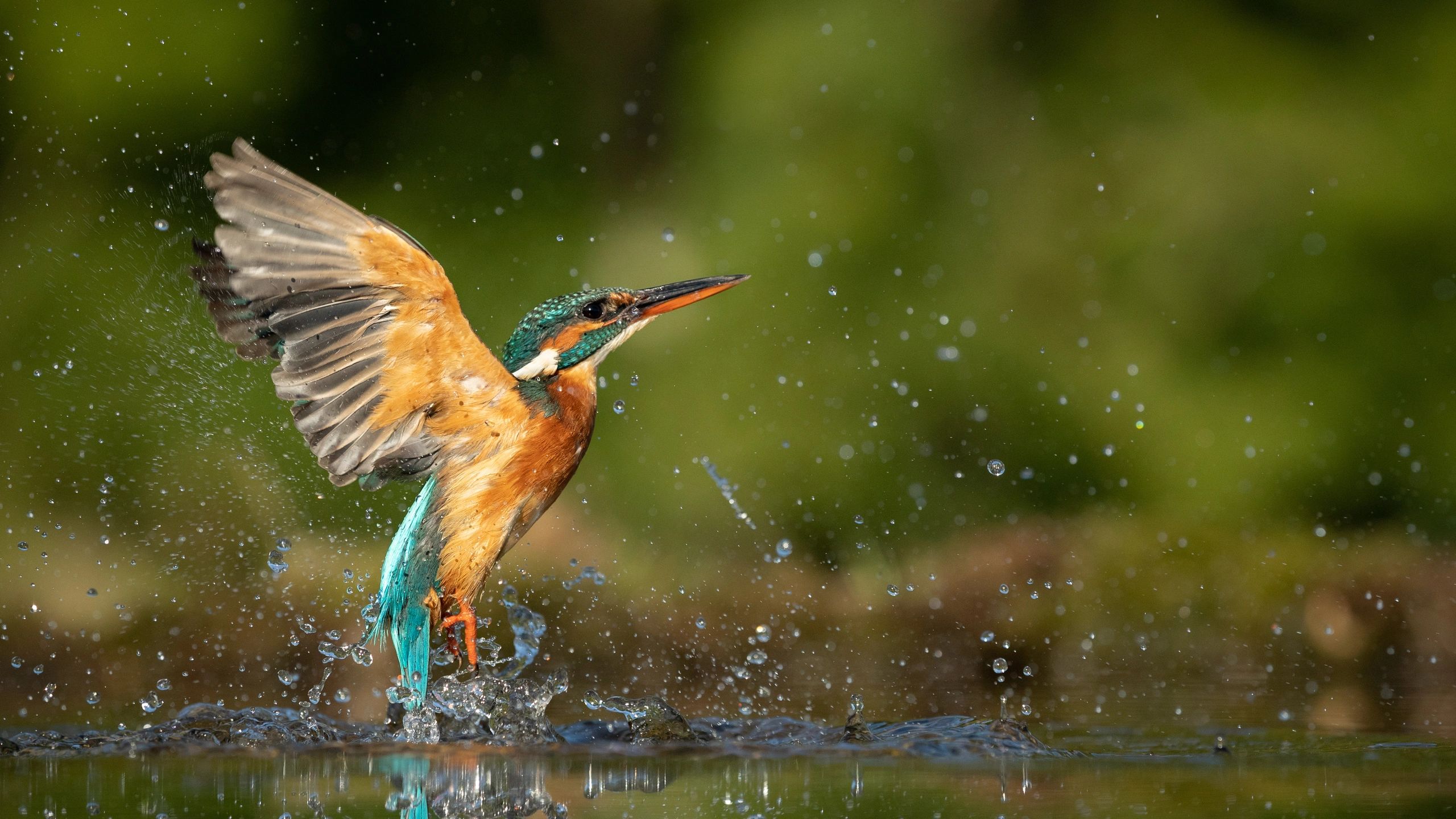 The Evolutionary Biome A Gateway - Kingfisher
