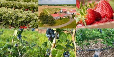 Collage of vibrant strawberry and blueberry farm scenes.