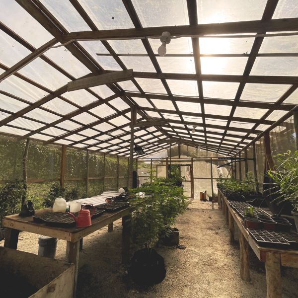 Inside a sunlit greenhouse with plants and gardening tools.