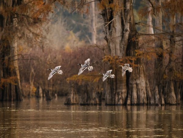 Ducks in cypress setting.  Ducks Unlimited Photo.