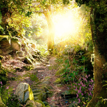 Sunlight filters through a lush forest path with vibrant greenery and purple flowers.