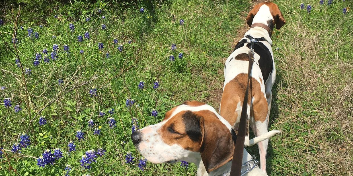 hound dogs on trail. dog daycare. yard. puppy