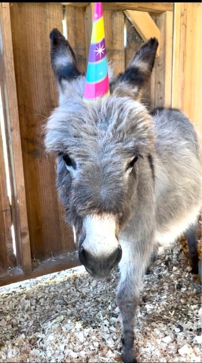 Mini donkey ready for a birthday party