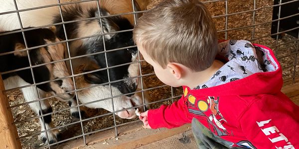 Boy feeding goats at petting farm