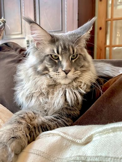 Maine Coon kittens New York
Maine Coon breeder NY
XXL Large Maine Coons
European Maine Coons
