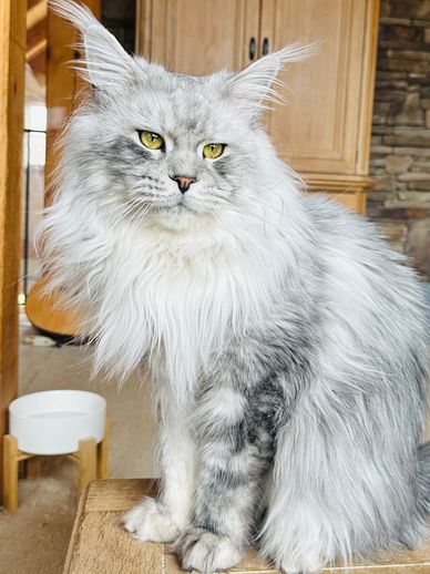 Maine Coons NY
Shaded Maine Coons USA
Huge Maine Coons US
Mainecoons
NJ 
PA
CT
MA
VT
ME 
NH
MD
VA


