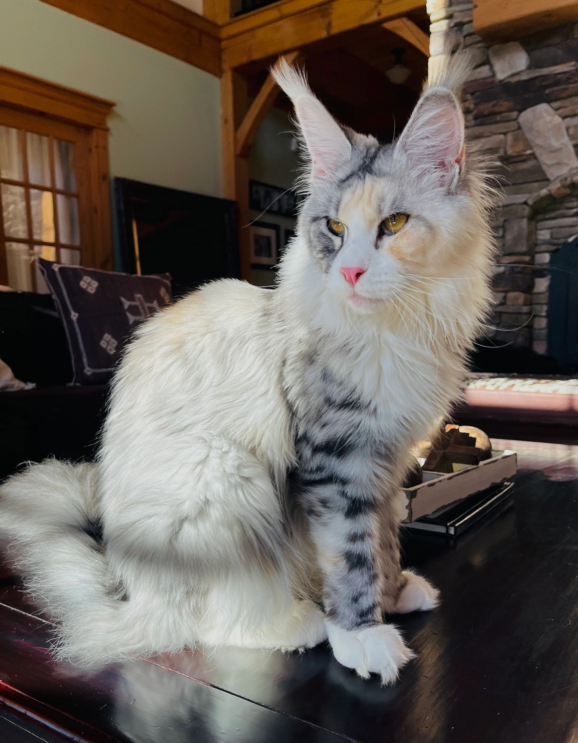 European Maine Coons for sale
Maine Coons NY
Giant Maine Coons