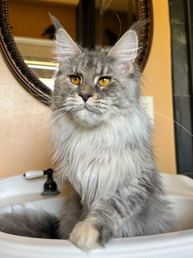 Majestic gray Maine Coon cat with golden eyes sitting in a sink.