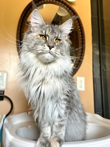 Majestic gray Maine Coon cat sitting on a white sink with a mirror in the background.