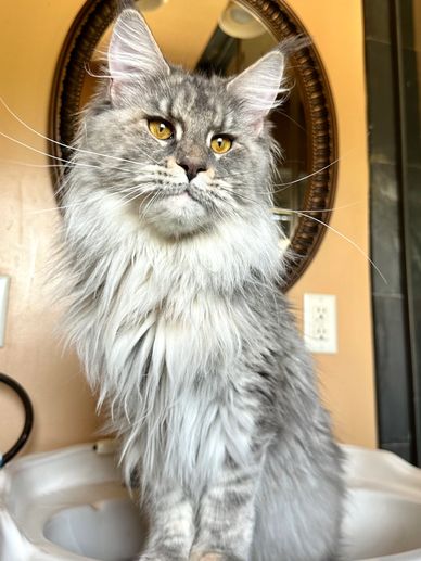 Blue silver Maine Coon female with a huge muzzle and chin. Her tail may even be longer than her body 