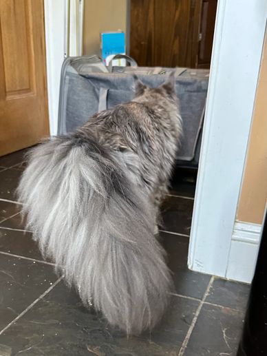 Fluffy gray cat walking away with a bushy tail.