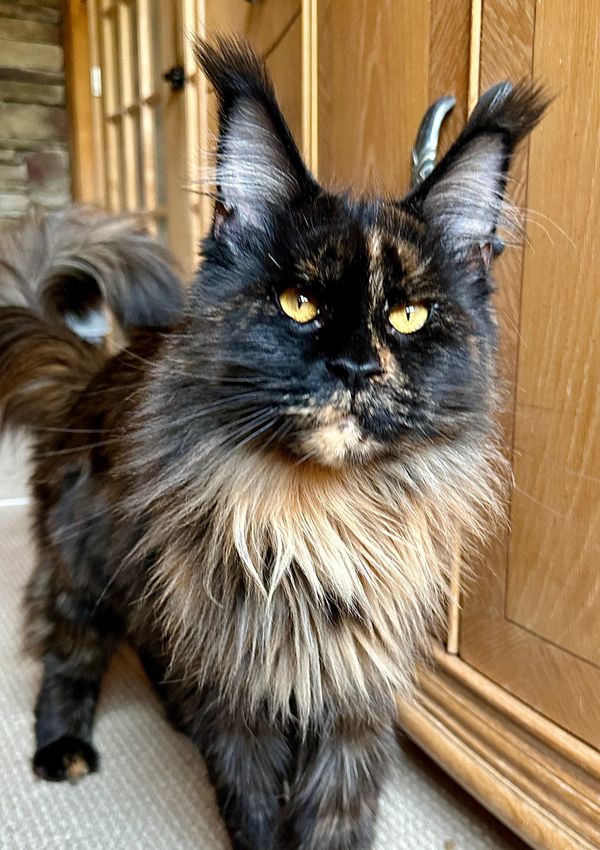 Black Maine Coon with large ears and ear tips are the most popular. 
Maine Coon known for their size