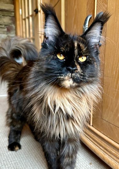 Black Maine Coon with large ears and ear tips are the most popular. 