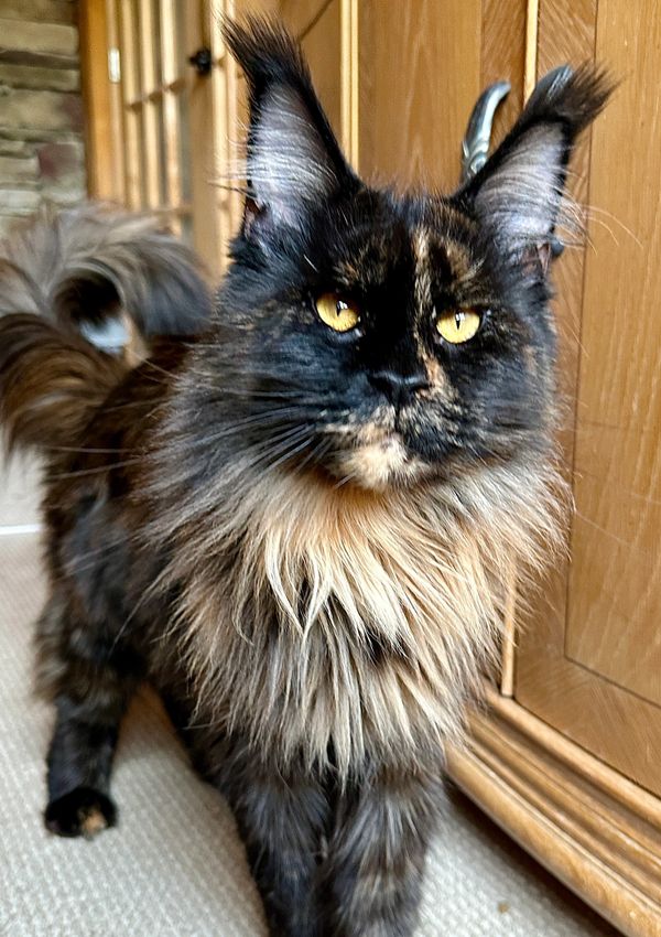 Black Maine Coon with large ears and ear tips are the most popular. 