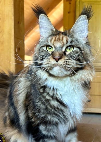 Maine Coon with white markings look mystical. The ear tips are like a lynx. 