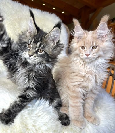 European Maine Coon kittens for sale USA
Maine coon breeder upstate NY with big long lynx tips