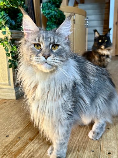 A majestic gray Maine Coon cat in the foreground with a black and brown cat in the background indoors.