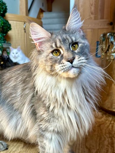 Close-up of a fluffy, gray Maine Coon cat with golden eyes indoors.