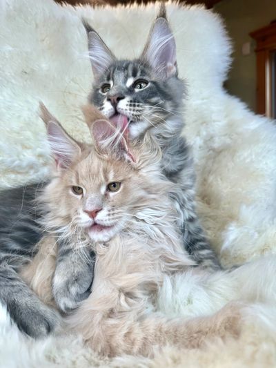 Maine Coons grooming
Maine Coon kittens near me
Kitten love
