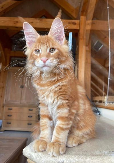 reputable Maine Coon breeder NY
Mainecoon kittens near me
Maine Coon kittens US
New Jersey 
VT
ME
