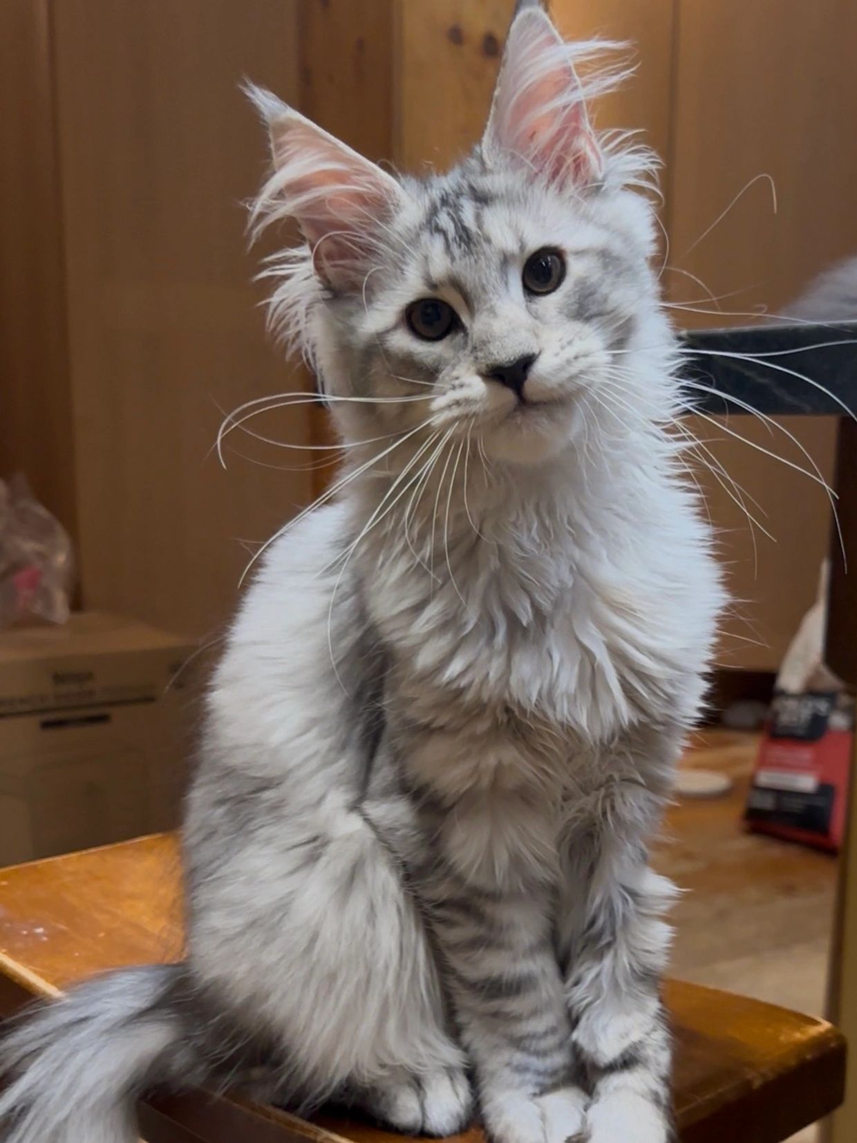 Fluffy grey and white cat with expressive ears.