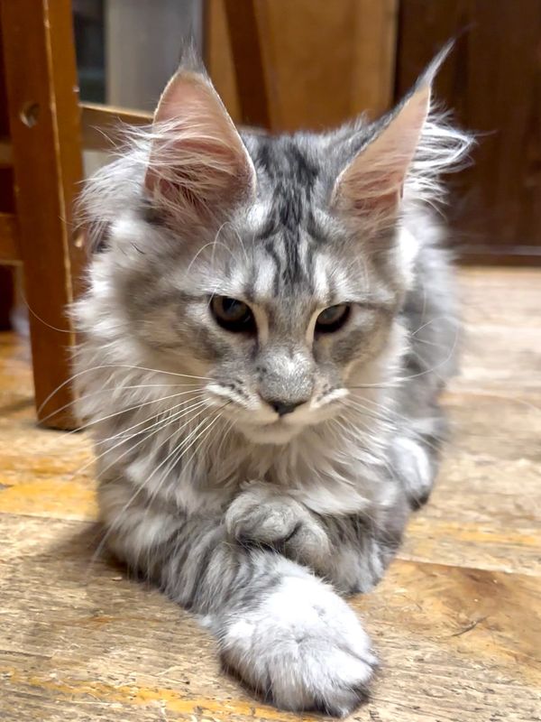 Beautiful Maine coon kitten crossing her legs laying down on the floor, looking pensive. #mainecoon