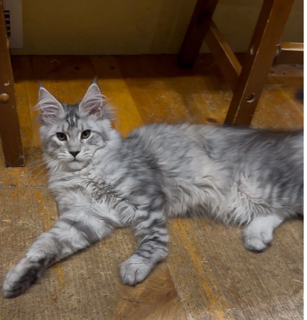 Gray and white Maine Coon cat laying on wooden floor. #mainecoonkittenforsale