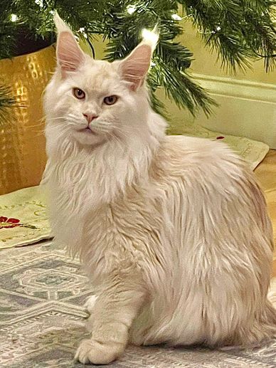 Beautiful Maine Coon kitten under the Christmas tree. Maine Coon kittens for sale upstate NY, NJ, MA
